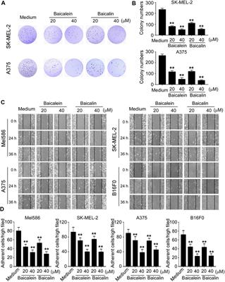 Corrigendum: Baicalein and Baicalin Promote Melanoma Apoptosis and Senescence via Metabolic Inhibition